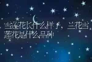 雪莲花长什么样子