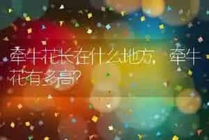 牵牛花长在什么地方
