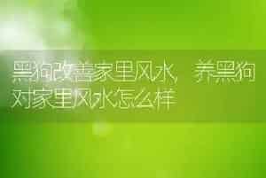 黑狗改善家里风水