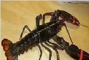 龙虾图片大全