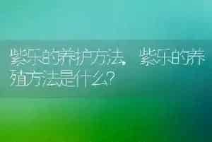 狗为什么吃屎