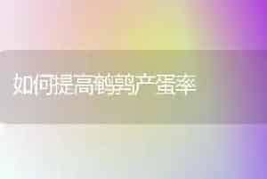 如何提高鹌鹑产蛋率