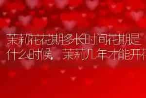 茉莉花花期多长时间花期是什么时候