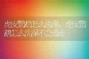 虎皮鹦鹉怎么洗澡
