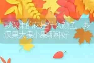 罗汉果的花是什么颜色