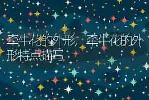 牵牛花的外形