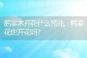 鹅掌木开花什么预兆