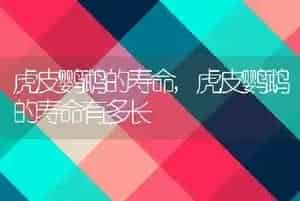 虎皮鹦鹉的寿命