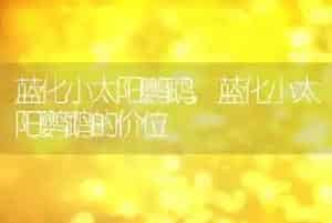 蓝化小太阳鹦鹉