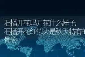 石榴开花吗开花什么样子