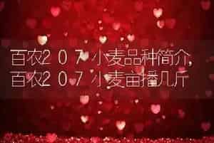 百农207小麦品种简介