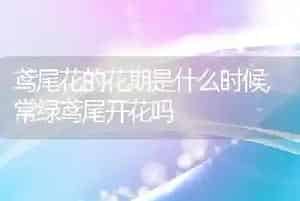 鸢尾花的花期是什么时候