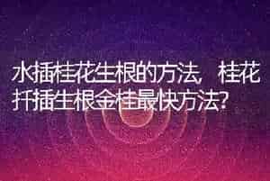 露娜森主治什么病