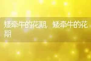 矮牵牛的花期