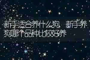 新手适合养什么狗