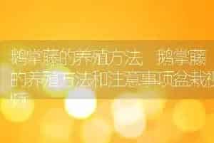 鹅掌藤的养殖方法