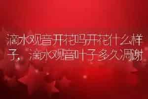 滴水观音开花吗开花什么样子