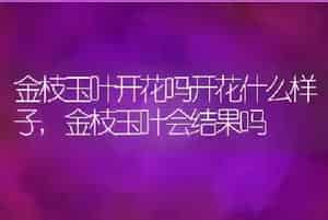 金枝玉叶开花吗开花什么样子