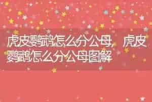 虎皮鹦鹉怎么分公母