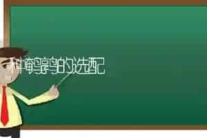 种鹌鹑的选配
