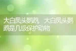 大白凤头鹦鹉