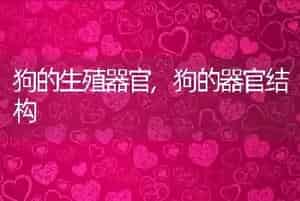 狗的生殖器官