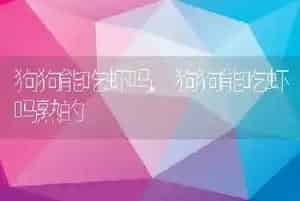 狗狗能吃虾吗