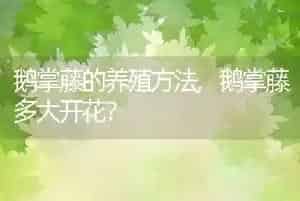 鹅掌藤的养殖方法