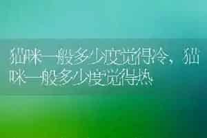 猫咪一般多少度觉得冷