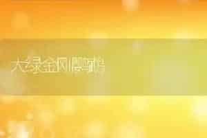 大绿金刚鹦鹉