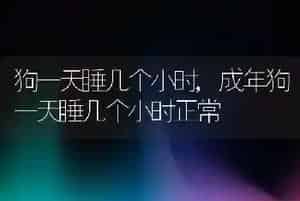狗一天睡几个小时