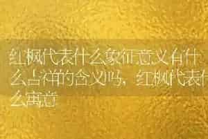 红枫代表什么象征意义有什么吉祥的含义吗