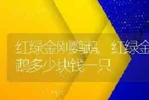 红绿金刚鹦鹉