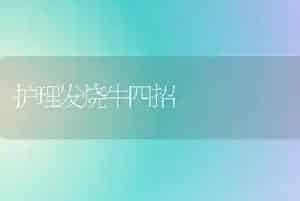 护理发烧牛四招