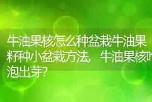 牛油果核怎么种盆栽牛油果籽种小盆栽方法