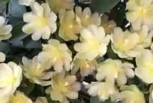叶仙花长什么样子