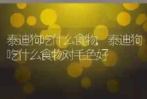 泰迪狗吃什么食物
