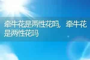 牵牛花是两性花吗
