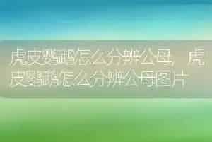 虎皮鹦鹉怎么分辨公母