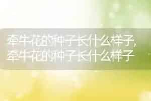牵牛花的种子长什么样子