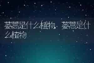蜗牛如何养殖