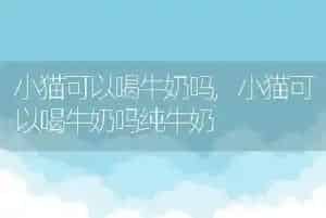 小猫可以喝牛奶吗