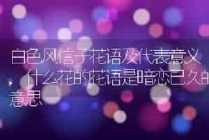 白色风信子花语及代表意义