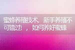梧桐花的花语和寓意是什么意思开花的含义