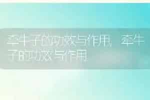 牵牛子的功效与作用