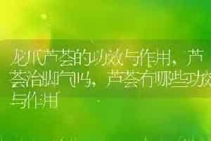 龙爪芦荟的功效与作用