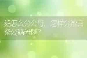 鹅怎么分公母