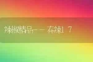 辣椒精品--春辣17
