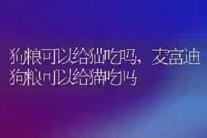 狗粮可以给猫吃吗