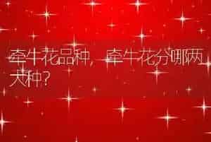 牵牛花品种